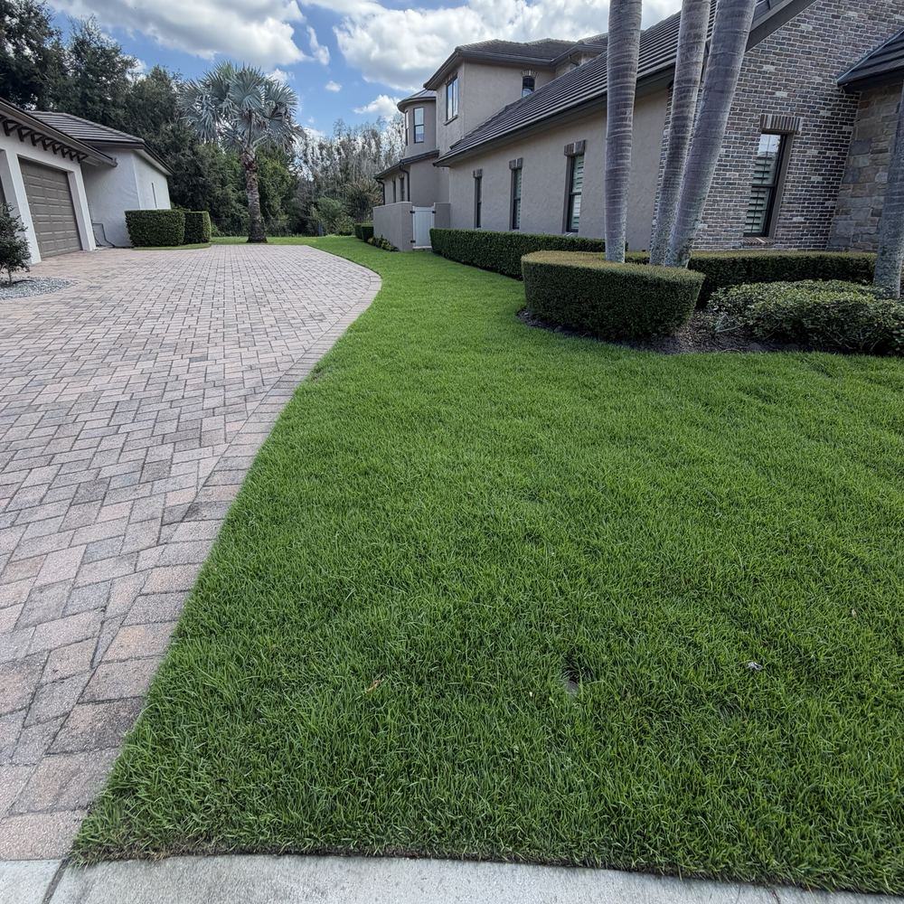 Palisades Zoysia sod lawn beside a paver driveway in Windermere FL