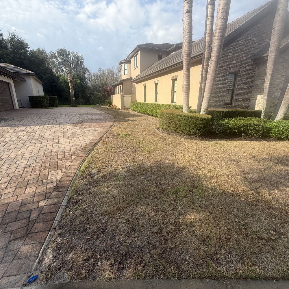 Dead lawn before Palisades Zoysia sod replacement in Windermere FL