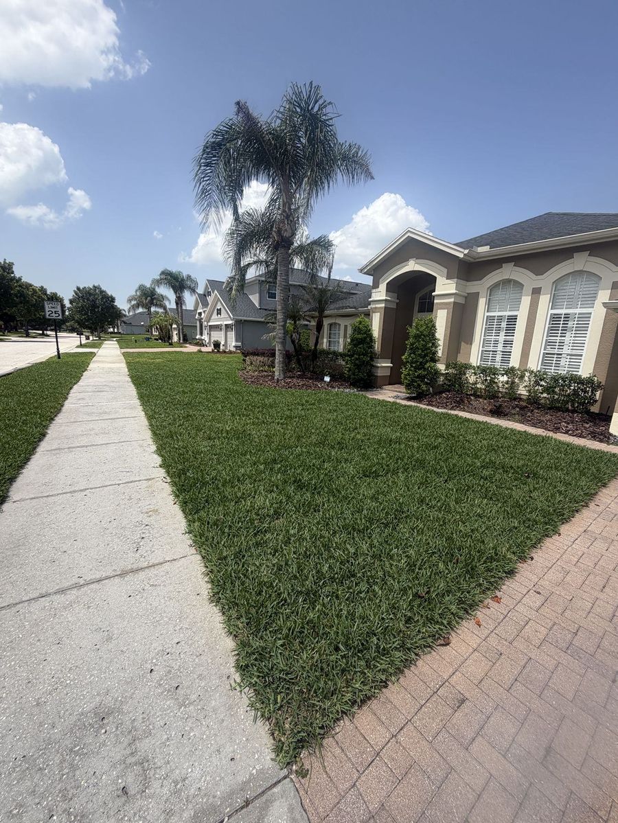 CitraBlue St. Augustine front lawn with palm trees in Dr. Phillips FL