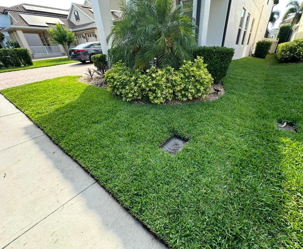 CitraBlue St. Augustine front yard renovation in Windermere FL after