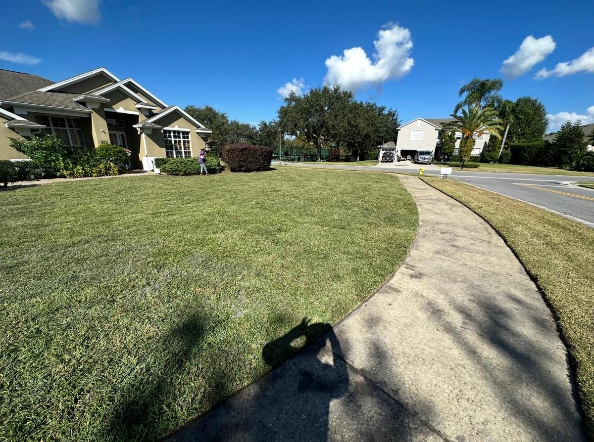 CitraZoy Zoysia sod after lawn replacement in Oviedo FL