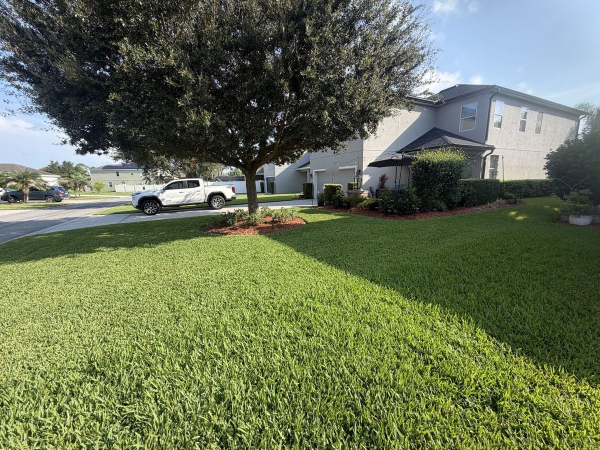 CoBalt St. Augustine corner lot under the oak in Winter Garden FL