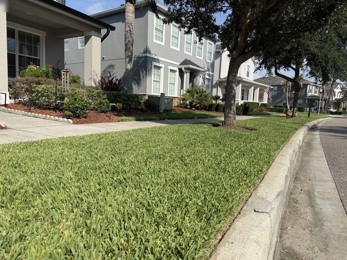 CoBalt St. Augustine street-side lawn in Winter Garden FL