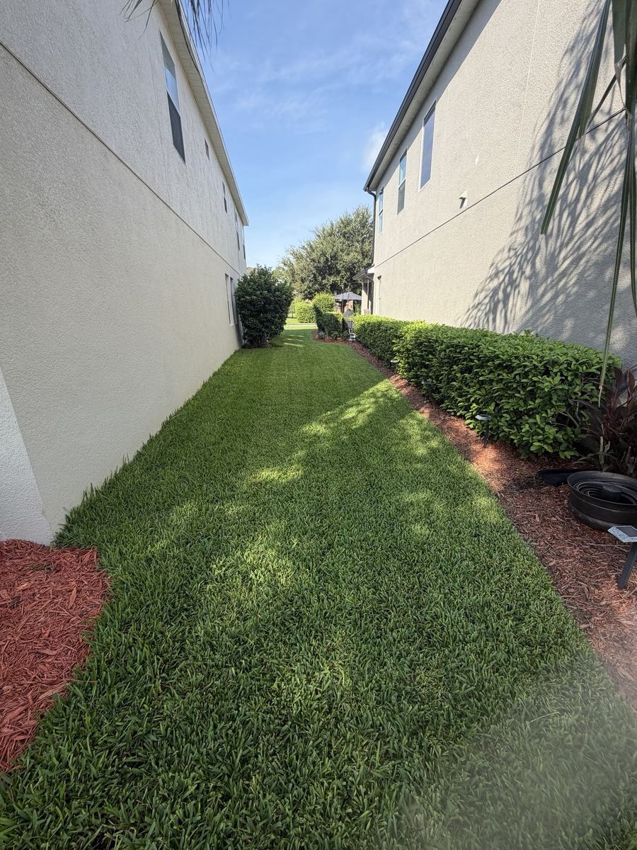 CoBalt St. Augustine narrow side yard in Winter Garden FL