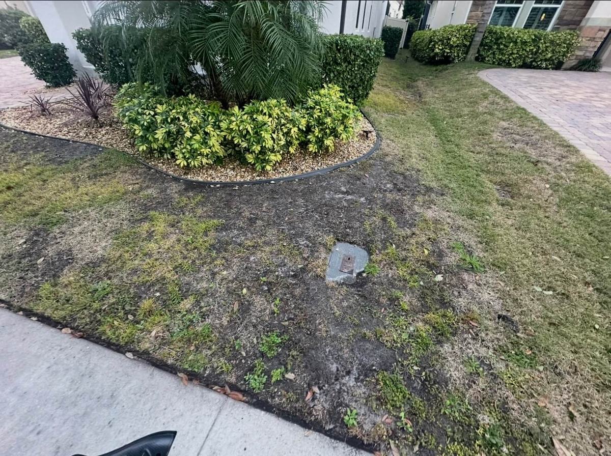 CitraBlue St. Augustine front yard renovation in Windermere FL before