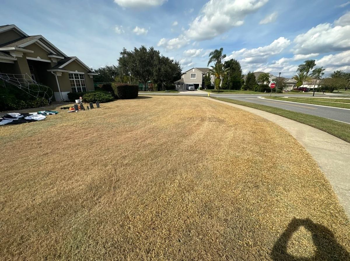 Lawn before sod removal and CitraZoy Zoysia replacement in Oviedo FL