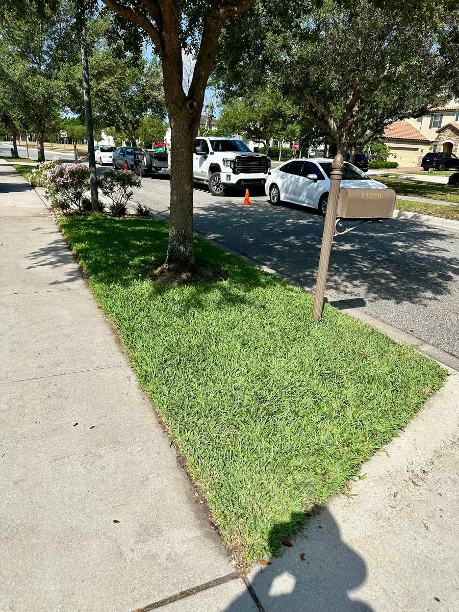 CoBalt St. Augustine sod after lawn replacement in Winter Garden FL