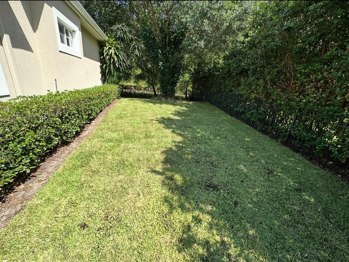 Seville St. Augustine shade sod after lawn replacement in Winter Park FL