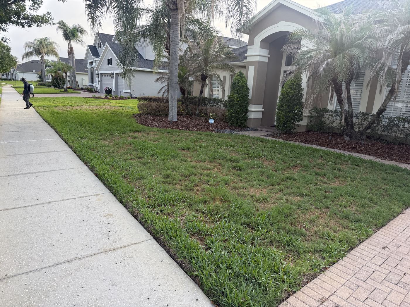 Weedy, patchy front lawn before Strada sod replacement