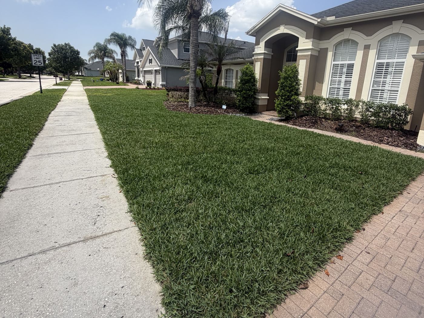 The same front lawn one week after Strada sod installation, green and rooting in